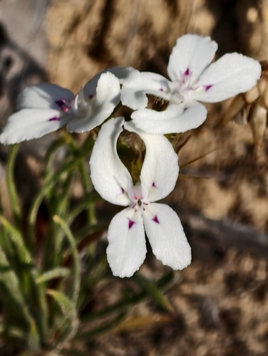 Stylidium crossocephalum (Stylidium crossocephalum)