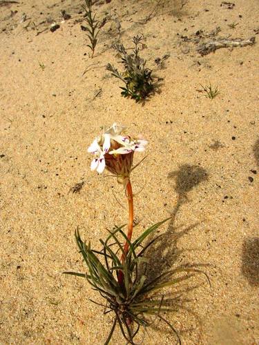 Stylidium crossocephalum (Stylidium crossocephalum)