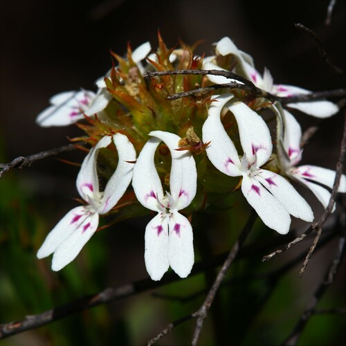 Stylidium crossocephalum (Stylidium crossocephalum)