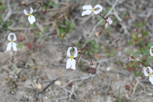 Stylidium decipiens (Stylidium decipiens)