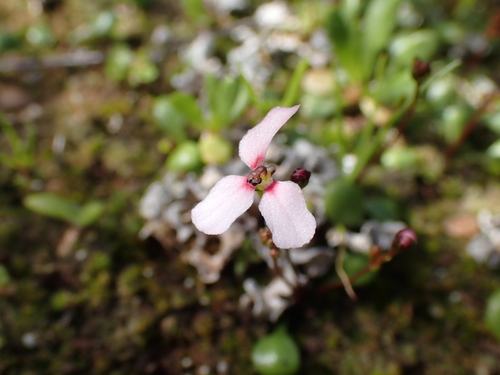 Stylidium decipiens (Stylidium decipiens)