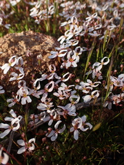 Stylidium decipiens (Stylidium decipiens)