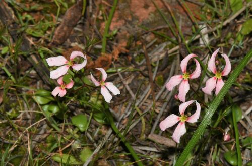 Stylidium decipiens (Stylidium decipiens)