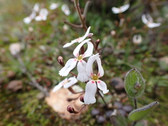 Stylidium decipiens (Stylidium decipiens)