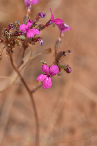 Stylidium desertorum (Stylidium desertorum)