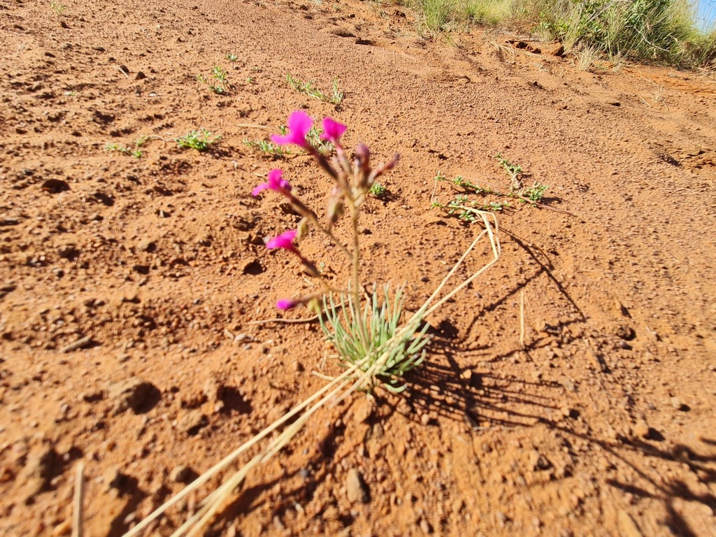 Stylidium desertorum (Stylidium desertorum)