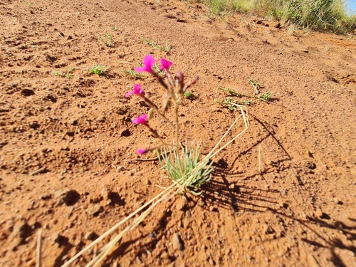 Stylidium desertorum (Stylidium desertorum)