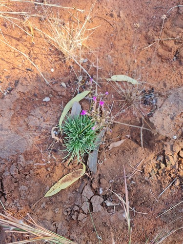 Stylidium desertorum (Stylidium desertorum)