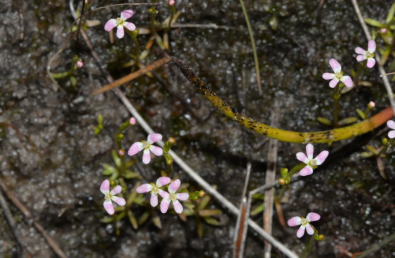 Stylidium despectum: With a common name of Dwarf trigger plant you can guess that these plants are small and grow in large numbers in winter wetlands. Photo: Fred 4 Oct 2016 Bentham