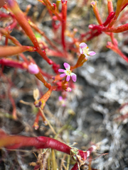 Stylidium despectum (Stylidium despectum)