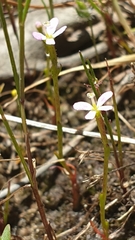 Stylidium despectum (Stylidium despectum)