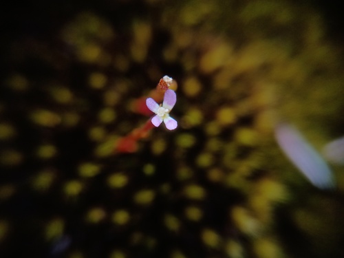Stylidium despectum (Stylidium despectum)