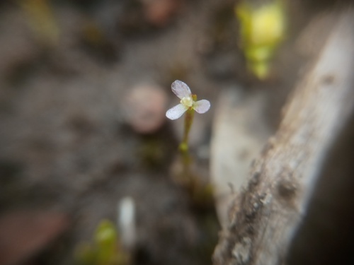 Stylidium despectum (Stylidium despectum)