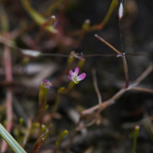 Stylidium despectum (Stylidium despectum)