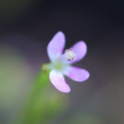 Stylidium despectum (Stylidium despectum)