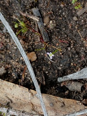 Stylidium despectum (Stylidium despectum)