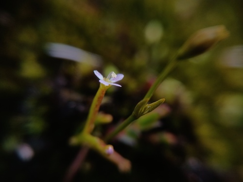Stylidium despectum (Stylidium despectum)