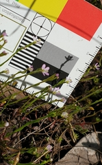 Stylidium despectum (Stylidium despectum)