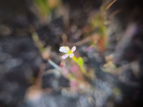 Stylidium despectum (Stylidium despectum)