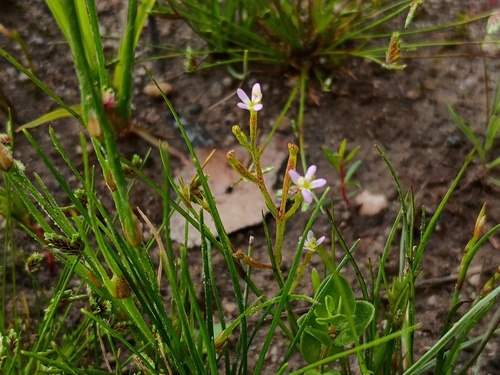 Stylidium despectum (Stylidium despectum)