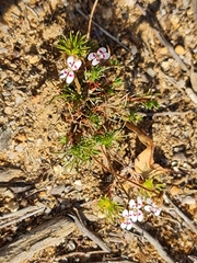 Pins-and-needles (Stylidium dichotomum)