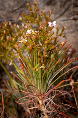 Pins-and-needles (Stylidium dichotomum)