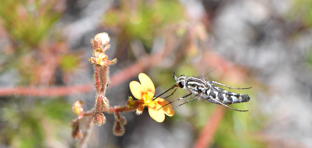 Pins-and-needles: Stylidium dichotomum Common name: Pins and needles. Photo: Fred