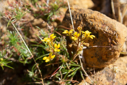 Pins-and-needles (Stylidium dichotomum)