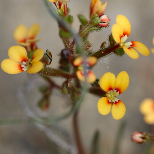 Pins-and-needles (Stylidium dichotomum)
