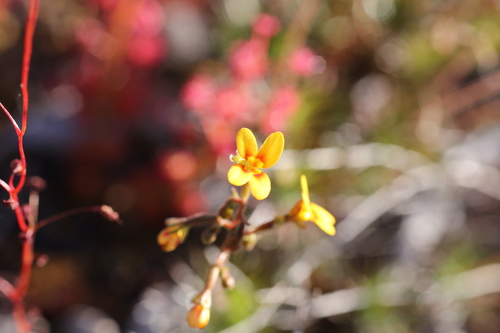 Pins-and-needles (Stylidium dichotomum)