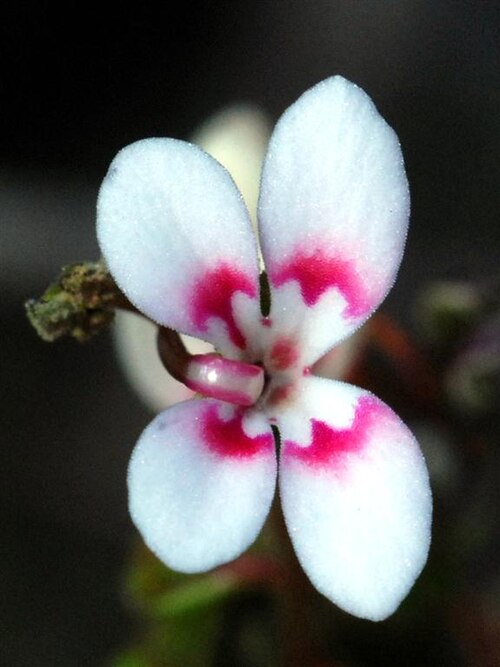 Pins-and-needles: Stylidium dichotomum