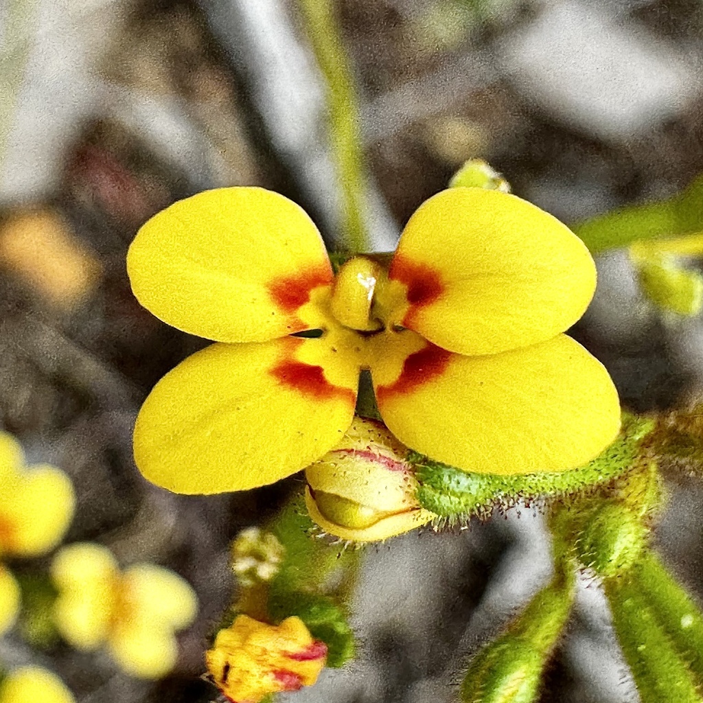 Pins-and-needles (Stylidium dichotomum)