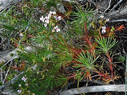 Pins-and-needles: Pins-and-needles