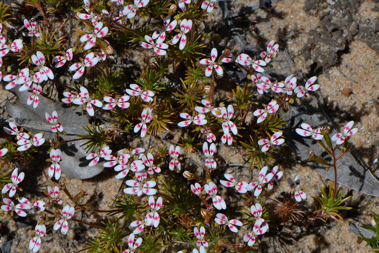 Pins-and-needles: Stylidium dichotomum Pins-and-needles is its common name. Very pretty to see on the white sand. Photo: Fred