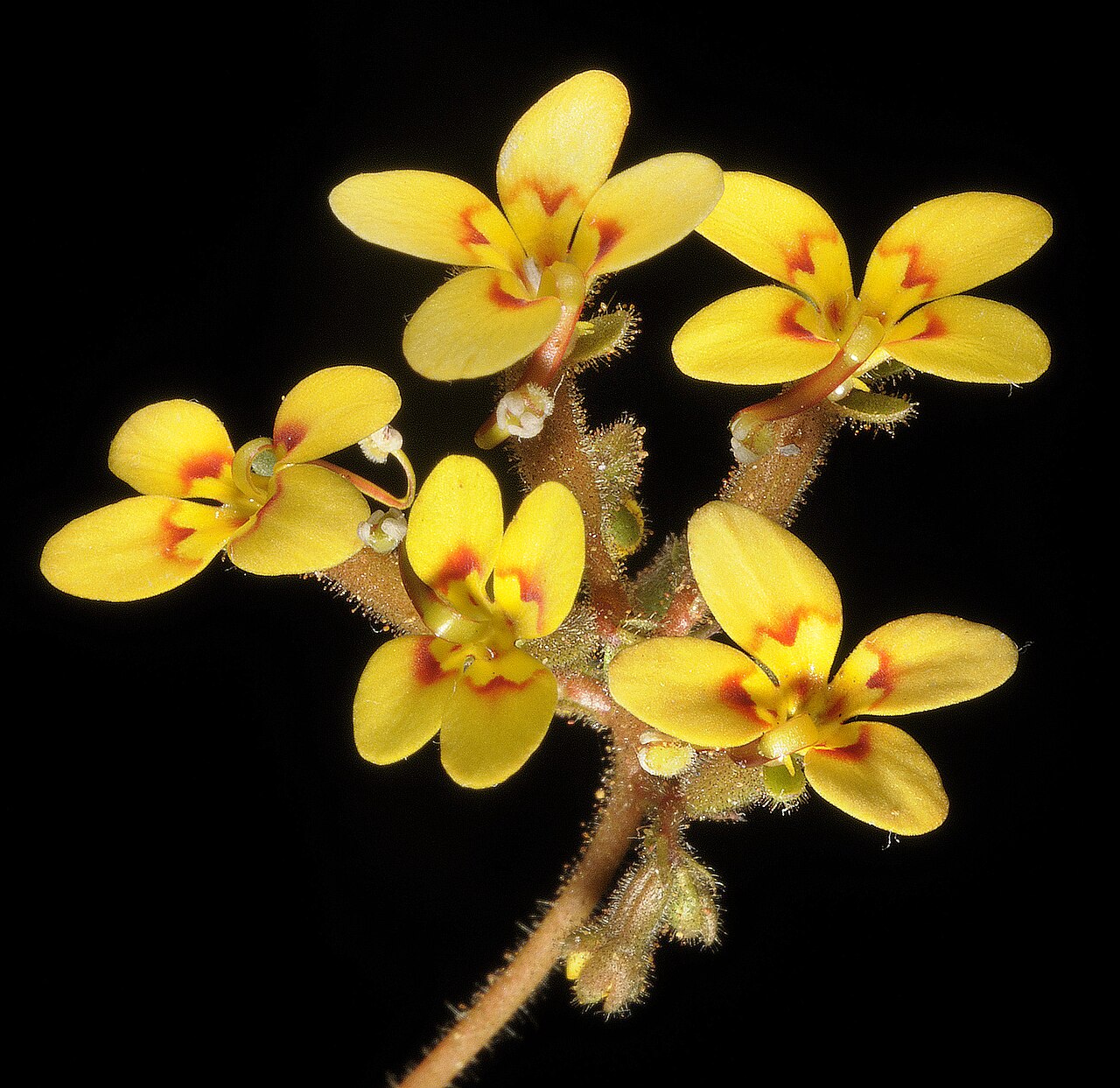 Pins-and-needles: Stylidium dichotomum