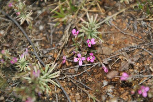 Stylidium dielsianum (Stylidium dielsianum)