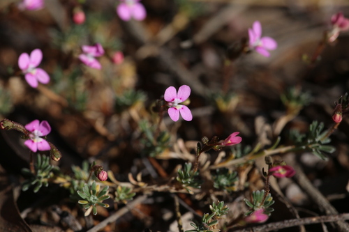 Stylidium dielsianum (Stylidium dielsianum)