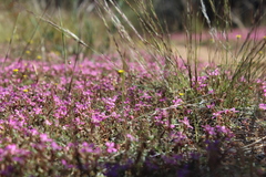 Stylidium dielsianum (Stylidium dielsianum)