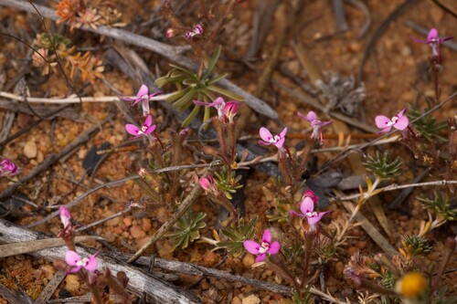 Stylidium dielsianum (Stylidium dielsianum)
