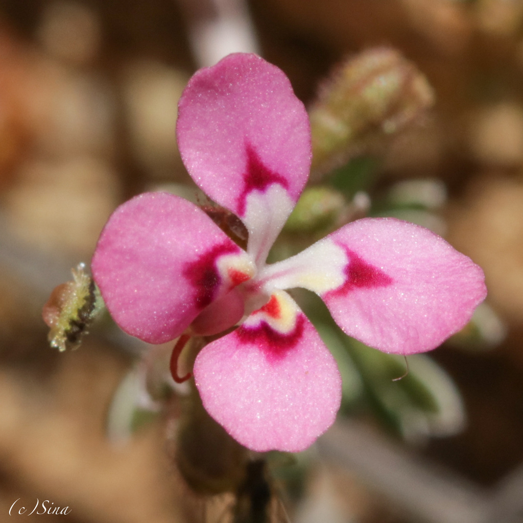 Stylidium dielsianum (Stylidium dielsianum)