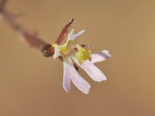 Stylidium diffusum (Stylidium diffusum)