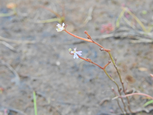 Stylidium diffusum (Stylidium diffusum)
