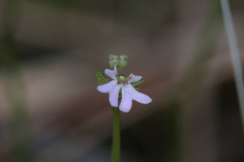 Stylidium diffusum (Stylidium diffusum)