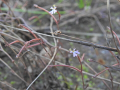 Stylidium diffusum (Stylidium diffusum)