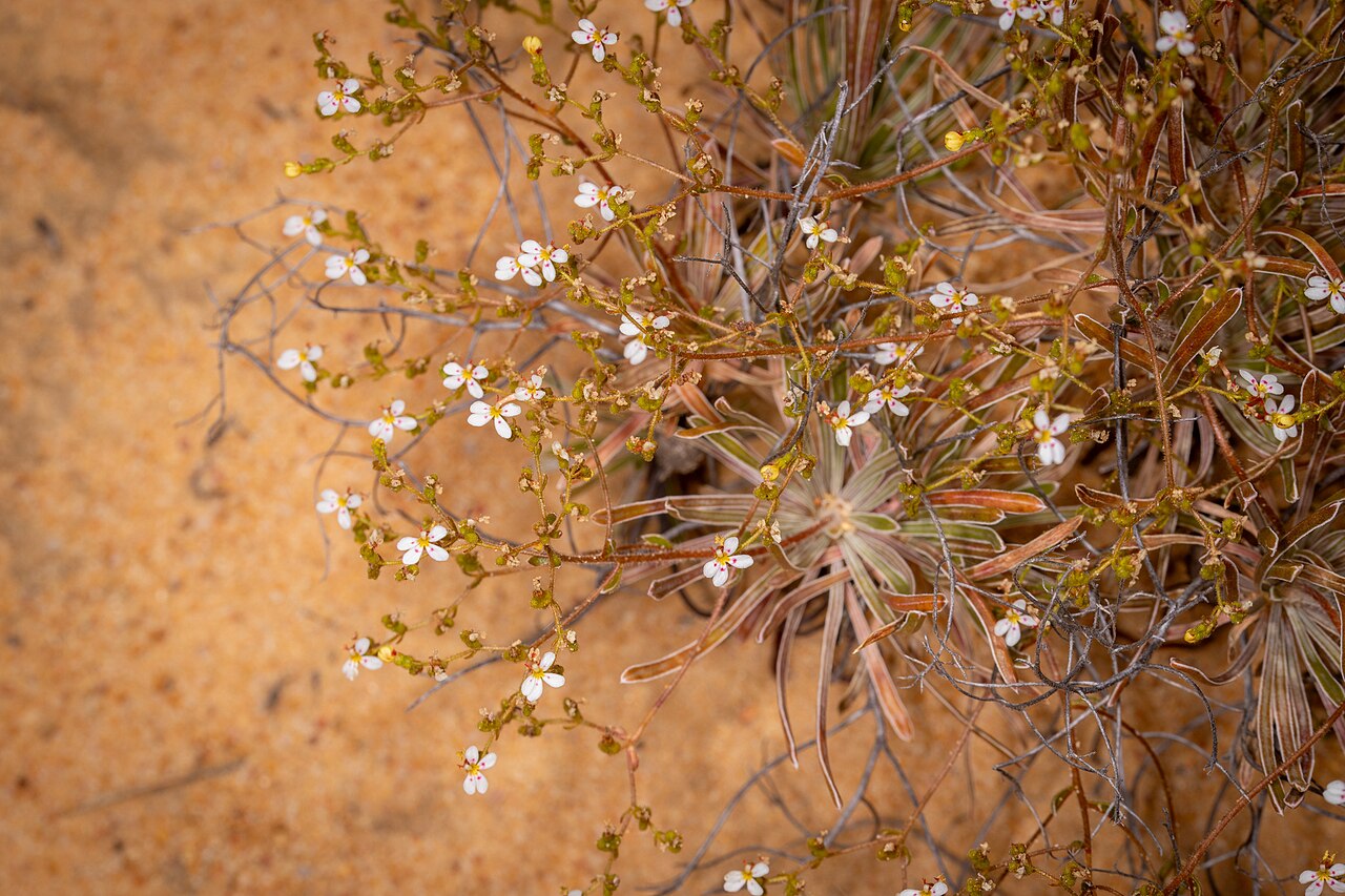Stylidium dispermum: Stylidium dispermum. Species of plant.