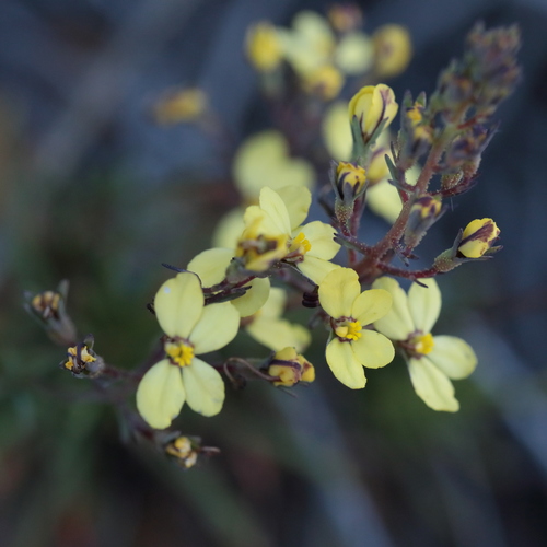 Stylidium diuroides (Stylidium diuroides)