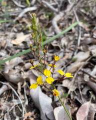 Stylidium diuroides (Stylidium diuroides)
