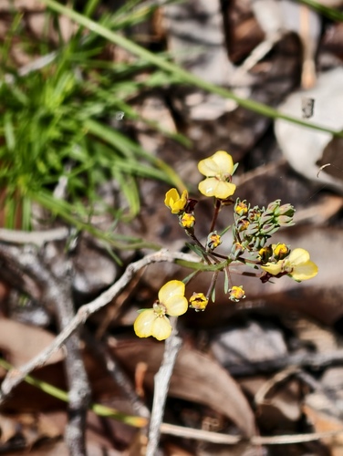 Stylidium diuroides (Stylidium diuroides)