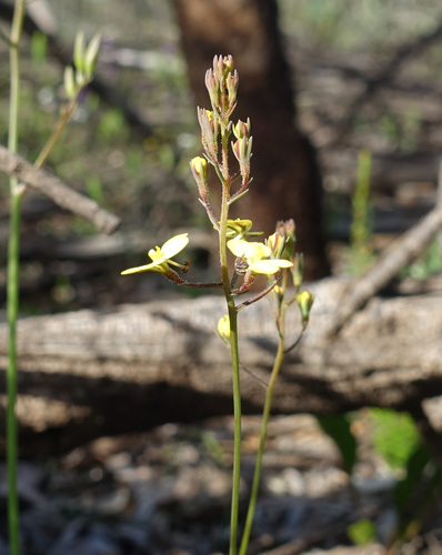 Stylidium diuroides (Stylidium diuroides)