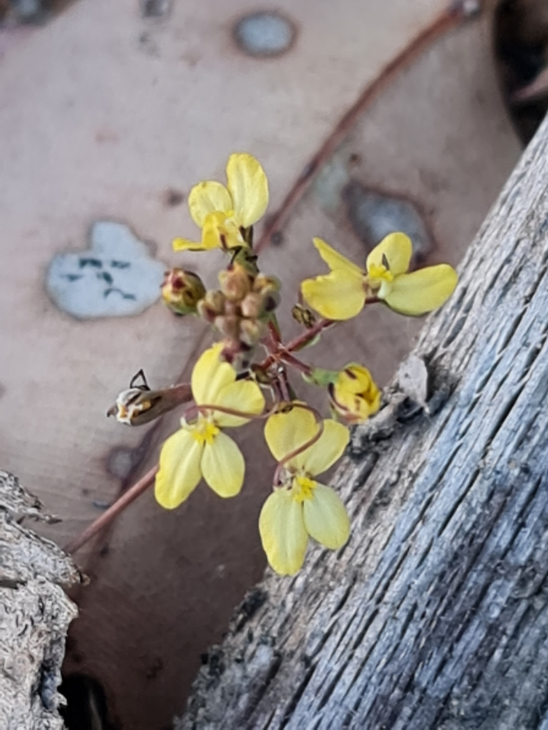 Stylidium diuroides (Stylidium diuroides)